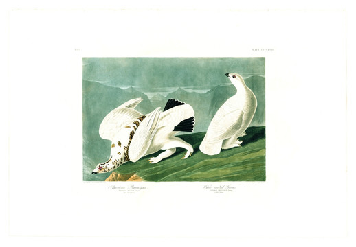 白雕老鹰禽鸟类油画 高清品质