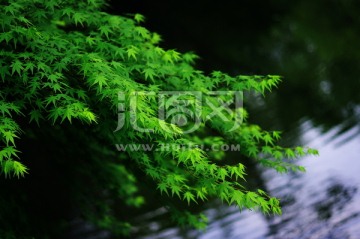 青翠 水边 绿色 植物 树叶