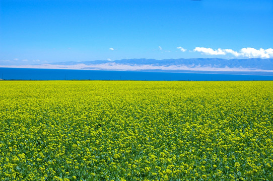 青海湖油菜花