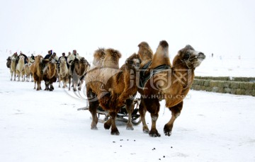 冬季骆驼雪橇