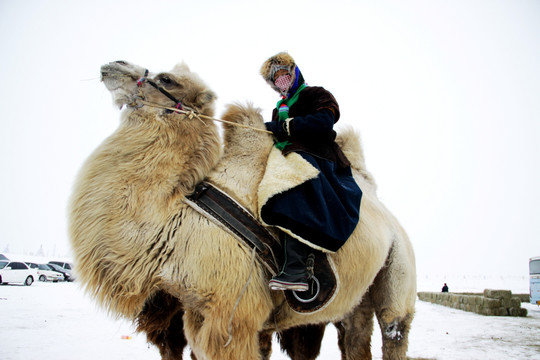 冬季骑骆驼的蒙古族