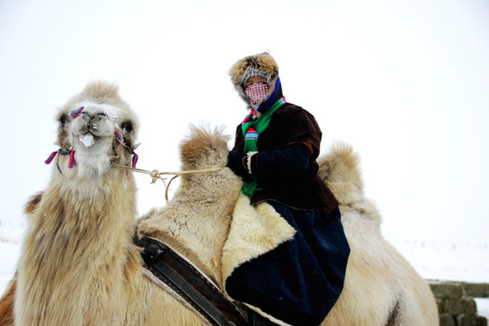 冬季骑骆驼的蒙古族
