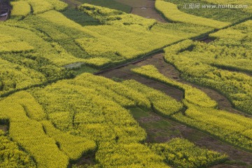 川西油菜花