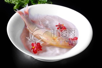 海红沙鱼