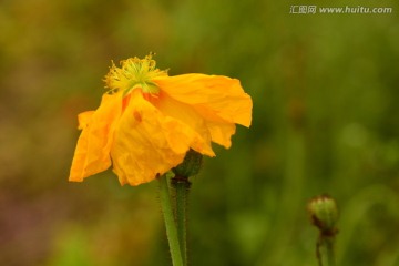 虞美人花