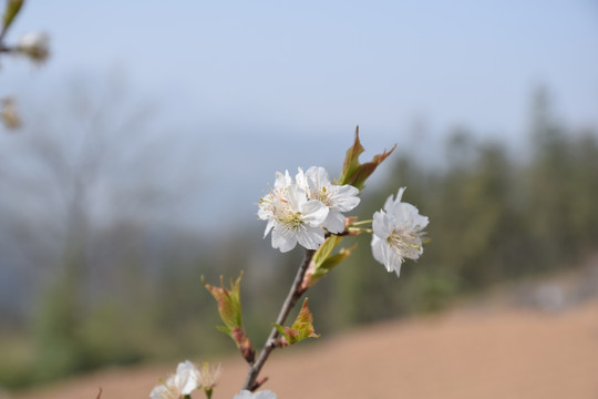 樱桃花 山花 花儿