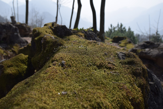 岩石上的苔藓