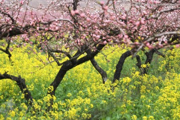 桃花 油菜花