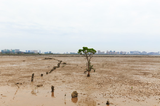 红树林 小树苗