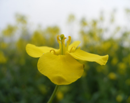 菜花