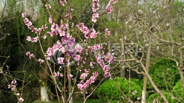 桃花盛开 春天