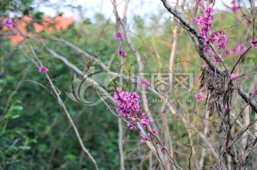 紫荆花 春暖花开