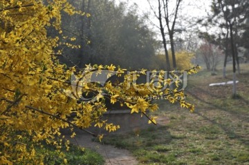黄色花 公园风景 春天