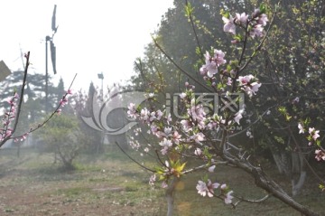 桃花开 春天公园风景