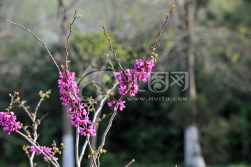 紫荆花 春天公园