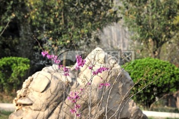 公园风景 春天 紫荆花