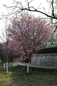 公园风景 李子树