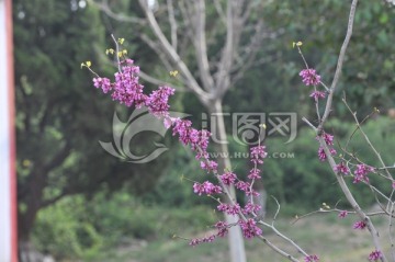 紫荆花 春天公园