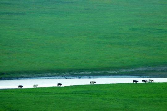 草原牧场河流牛群