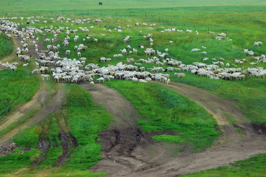 草原牧场上的羊群