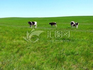 草原牧场上的牛群