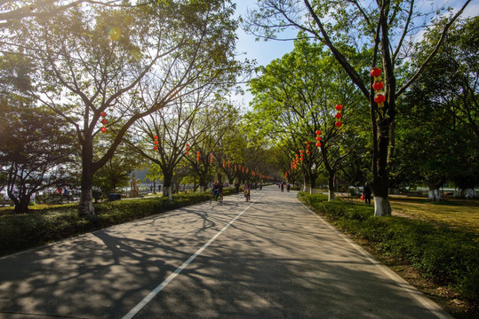 阳光林荫大道