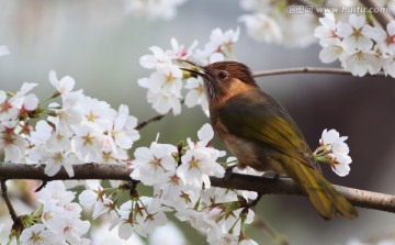 樱花 鸟类