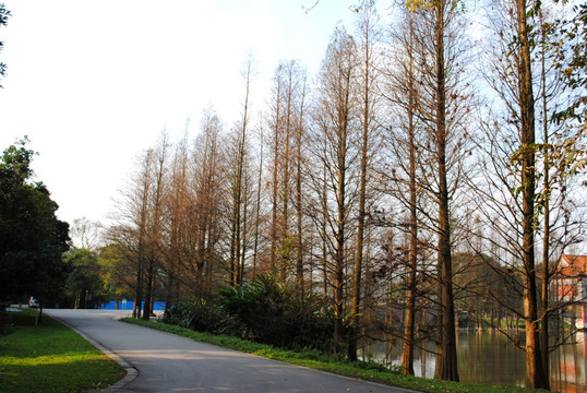 树林 植物园公路
