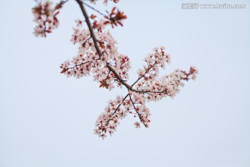 高清樱花