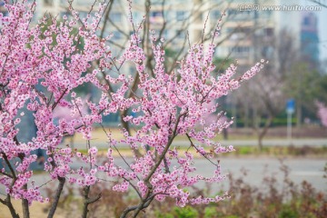 浪漫樱花