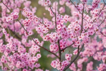 樱花的季节