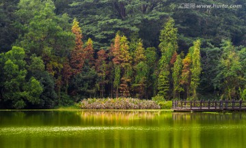 湖岸森林