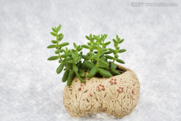 多肉盆栽