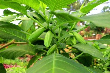 曼陀罗植株