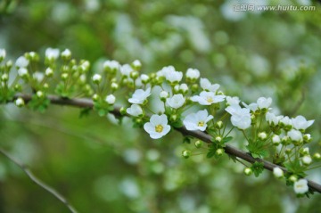 白色小花