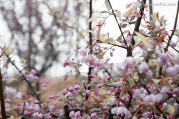 苹果花