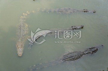 水中的鳄鱼