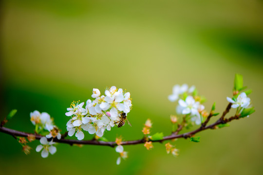 蜜蜂采蜜