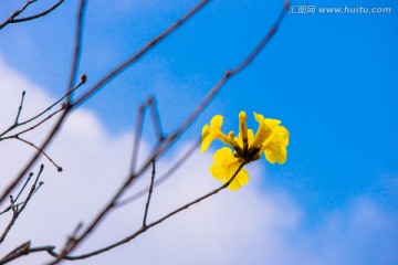 黄花风铃木花