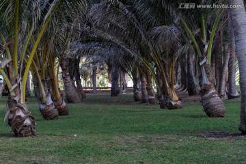 热带海岛的椰子树