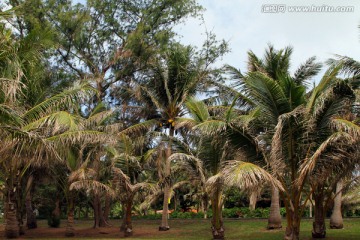 热带海岛的椰子树