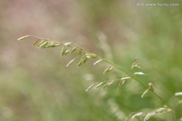 沂蒙山草