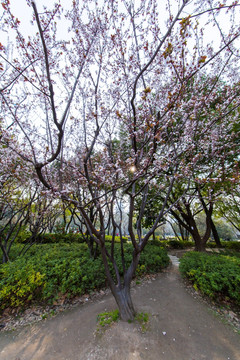 樱花树