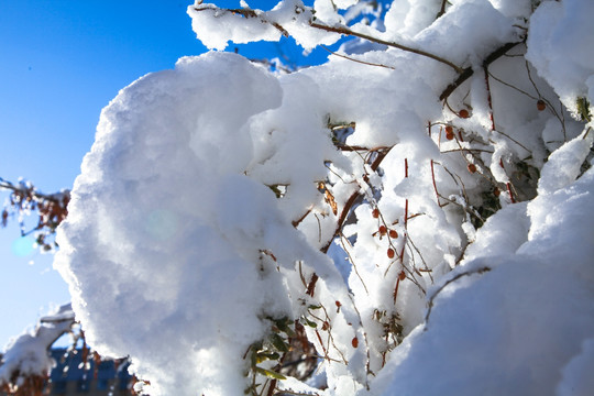 冬日白蜡树