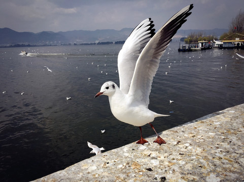 海鸥