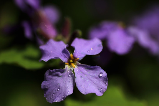 紫色菜花