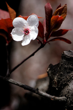 红叶李