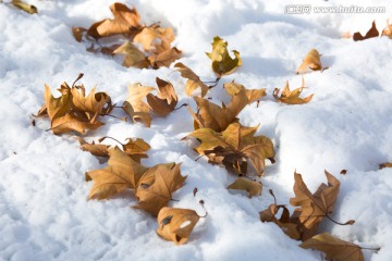 雪地上的树叶