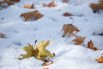 雪地上的树叶