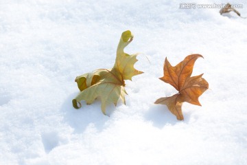 雪地上的树叶